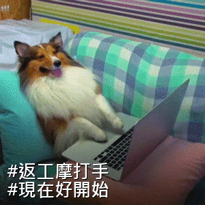 #返工摩打手 #現在好開始 - A shepherd dog is sitting on sofa and typing on its laptop computer